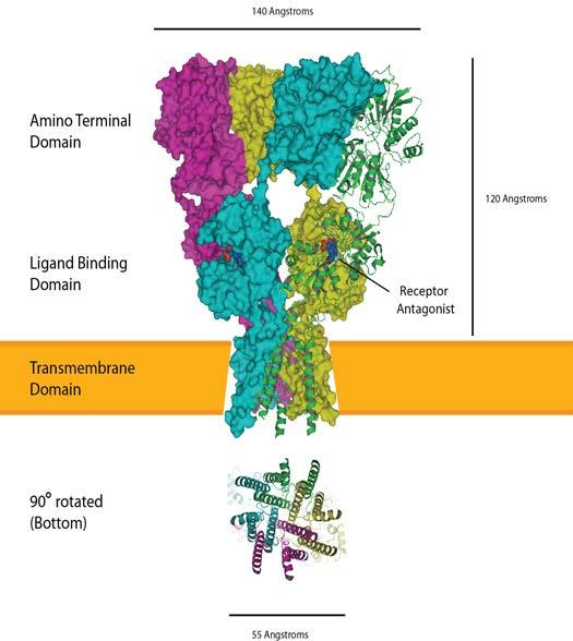 Υποδοχείς Οι υποδοχείς Ν.Δ είναι διαμεμβρανικές πρωτεΐνες που συντίθενται στο σώμα των νευρώνων.