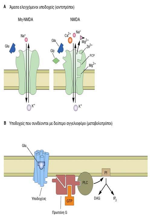 Υποδοχείς Γλουταμικού οξέως Ιοντοτρόποι: NMDA υποδοχέας: διαθέτει δίαυλο κατιόντων που άγει κυρίως Ca++.