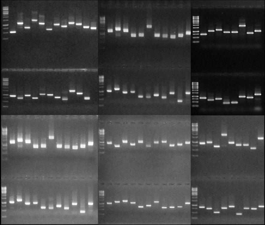 2.15. Καηαζθεπή κηθξνζπζηνηρίαο (microarray) Οζ 1121 ιμκαδζημί ηθχκμζ ηδξ αζαθζμεήηδξ απυ ζπμνυθοηα εθζάξ οπμαθήεδηακ ζε αθοζζδςηή ακηίδναζδ πμθοιενάζδξ (PCR) πνδζζιμπμζχκηαξ ηδκ Taq πμθοιενάζδ