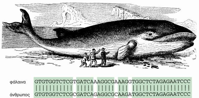 Η υψηλή πιστότητα διατήρησης του DNA σημαίνει ότι συγγενικά είδη έχουν πρωτεΐνες με πολύ