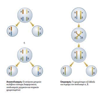 Το DNA έχει περιορισμένη δομική ποικιλομορφία και γραμμική μορφή, αλλά οι πρωτεΐνες που προκύπτουν έχουν τεράστια ποικιλομορφία παρότι αποτελούνται από αλυσίδες 20 μόνο διαφορετικών αμινοξέων κάθε
