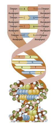 Εισαγωγή στη Γενετική και στη Γονιδιωματική:όροι, ορισμοί και στοιχεία μοριακής εξέλιξης Το DNA είναι το μόριο της κληρονομικότητας δύο διαφορετικά είδη DNA: αυτό που βρίσκεται στον πυρήνα των