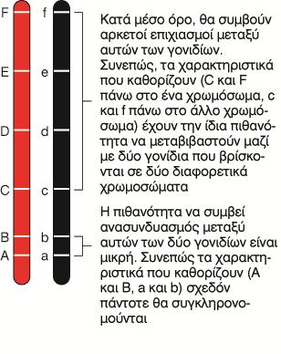 Σταθερότητα των γονιδιακών συχνοτήτων Είναι δυνατόν, το ανακάτεμα των γονιδίων με το διαχωρισμό και τον ανασυνδυασμό να οδηγήσουν σε εξέλιξη;;;; Η απάντηση είναι