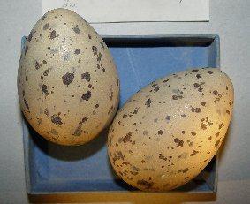 αυγά και φωλιές πτηνών, μερικά είδη που έχουν