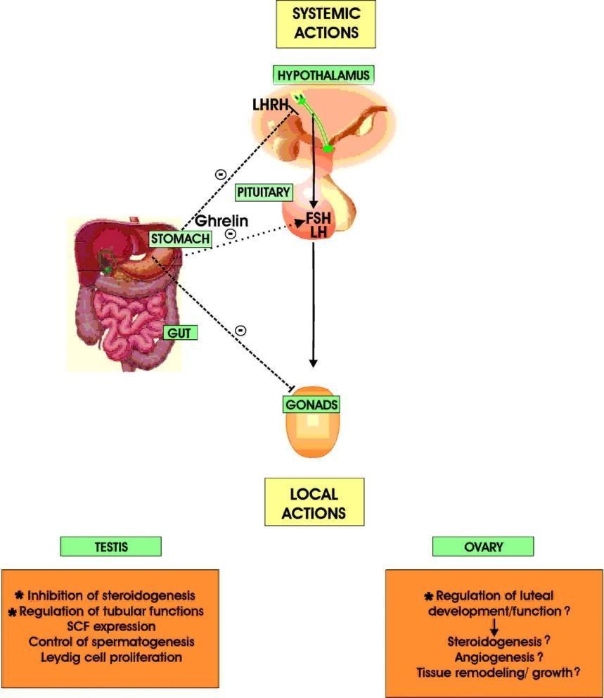 Άξονας Ghrelin και Υ-Υ-Γ Ghrelin ορεξιογόνο πεπτίδιο αντίστροφη συσχέτιση με BMI