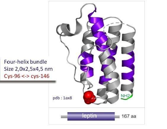 LEPTIN Leptin an adipose derived hormone Ο συνδετικός κρίκος μεταξύ της διατροφής,