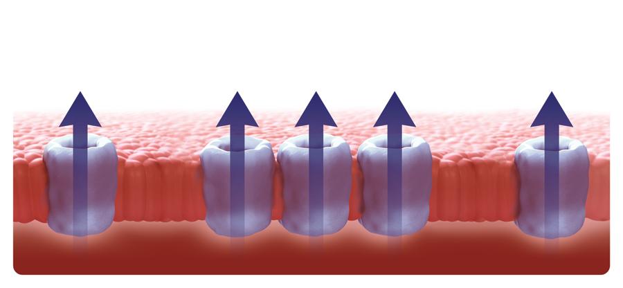 Action Potential in the Atria and the Ventricles: Some K+ Ion Currents Are Present Only in the Atria1 Ito1 Atrial AP IKur It o IK ur IK r IK s IK 1 IK- Ach IK(AT P) IKr IKs IK1 IKATP IK- Ach Atrium