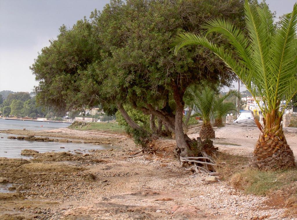 Συνδυασμός των ανωτέρω Οικιστική ανάπτυξη Άνοδος θαλάσσιας Στάθμης Όρμος Πόρτο