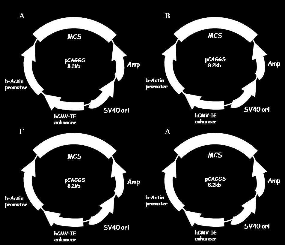 Απμηεθέζιαηα πενζμπή αθθδθεπίδναζδξ ιε ημκ πανάβμκηα Brg1 (Roukos et al., 2007) (Γ-Brg1 Geminin-IRES-GFP, Δζηυκα 3.5Γ).