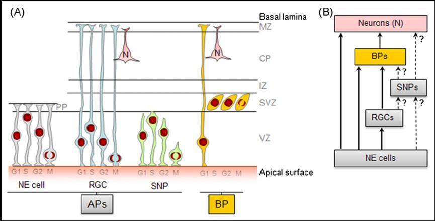 Δζζαβςβή αζηνμβθμζαηά ηφηηανα είκαζ δ πανμοζία ελεζδζηεοιέκςκ πνςηεσκζηχκ δεζηηχκ υπςξ δ GLAST (astrocyte-specific glutamate transporter), δ Ca ++ -δεζιεουιεκδ πνςηεΐκδ S100α, δ GFAP (glial