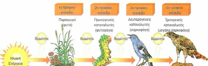 Σε ένα οικοσύστημα πηγή ενέργειας είναι η ηλιακή ακτινοβολία, η οποία μετατρέπεται σε θρεπτικά συστατικά μέσω της φωτοσύνθεσης των παραγωγών, κυρίως των φυτών, και ακολούθως μεταβαίνει στους