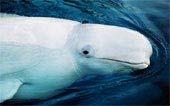 WWF-Canon / Kevin Schafer Τα ασπροδέλφινα του ποταμού του Αγίου Λαυρεντίου στις Ηνωμένες Πολιτείες είχαν απορροφήσει τόσο μεγάλες ποσότητες τοξικών που το πτώμα τους έπρεπε να