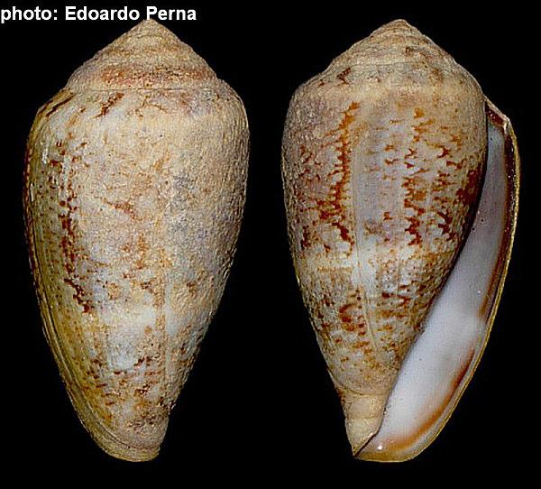 Conus mediterraneus Hwass