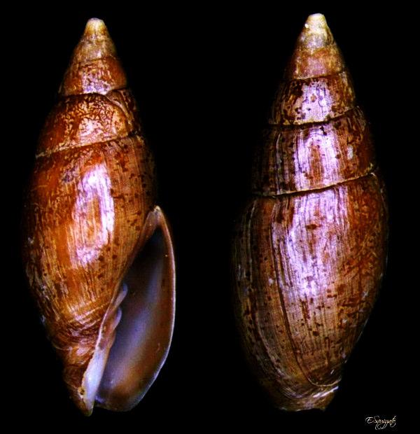 20-35 Mitra cornicula 