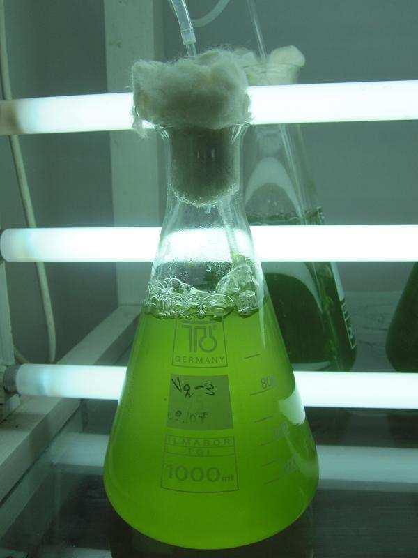 Μετά από 5 ηµέρες ανάπτυξης των 100 ml κάθε καλλιέργειας στις φιάλες των 250 ml, ακολούθησε η µεταφορά τους σε κωνικές φιάλες του 1 L (Εικόνα 7), όπου περιείχαν 900 ml διηθηµένου θαλασσινού νερού (0.