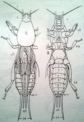 Gryllotalpidae (κρεμμυδοφάγοι ή πρασσάγγουρες ή γρυλλοτάλπες ή κολοκυθοκόφτες) k κεφαλή, Ι προθώρακας, ΙΙ μεσοθώρακας, ΙΙΙ μεταθώρακας, 1-11 κοιλιακά άρθρα (tergitae) με αριστερά