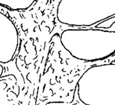 Στο έσω σημείο του ελικοειδούς πετάλου σχηματίζεται ι επίσης μία αύλακα, ο ελικοειδής πόρος που περιέχει το ελικοειδές γάγγλιο.