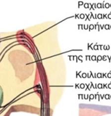 και ολοκληρώνεται στην ηλικία