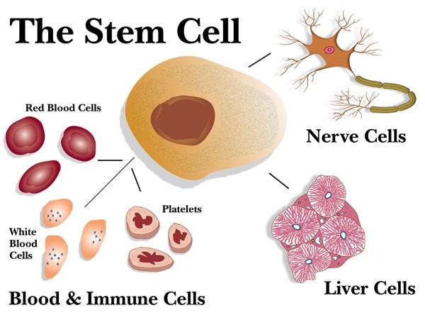 Βλαστικά Κύτταρα (stem cells) http://epilepsyu.com/wpcontent/uploads/2015/02/48021-histem_cell_all.