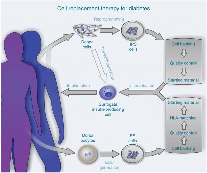 Strategy to obtain insulin-producing surrogate cells from pluripotent cell sources.