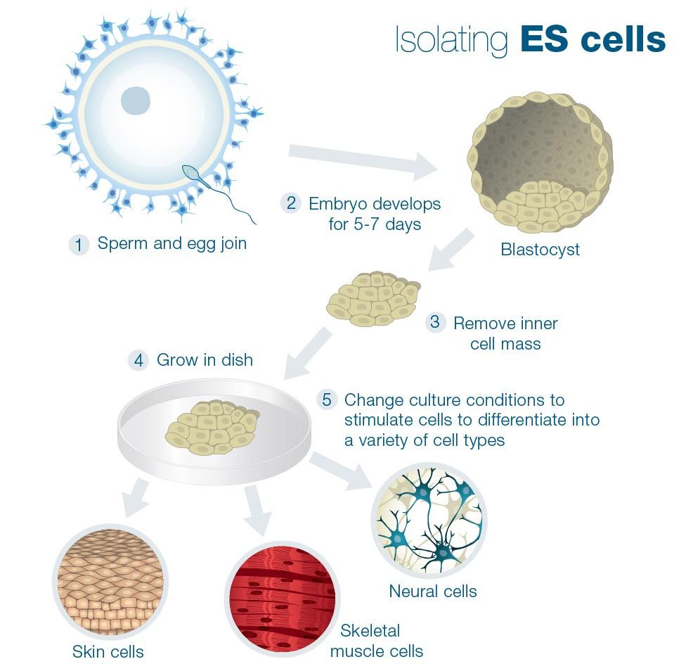 Εμβρυικά βλαστικά κύτταρα (Εmbryonic stem cells ES) Δυνατότητα πολλαπλασιασμού σε καλλιέργεια