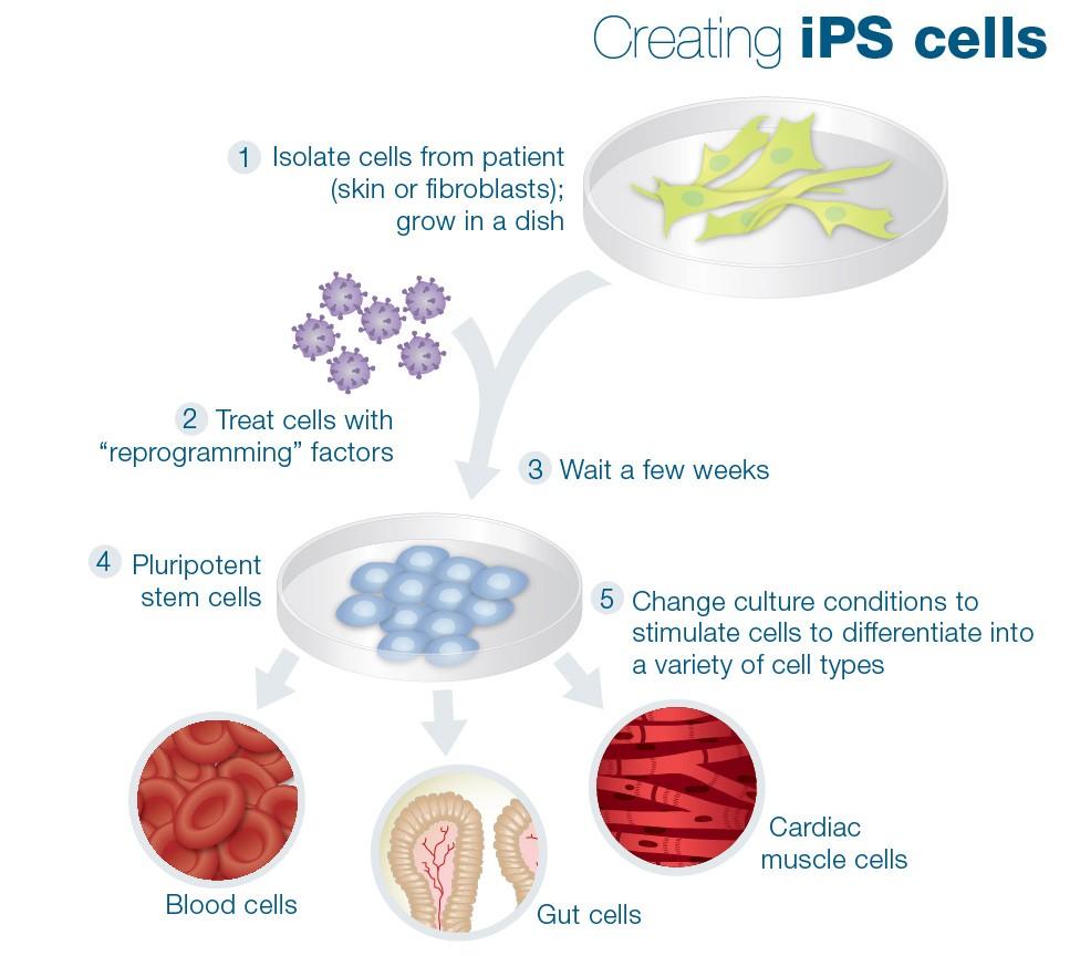Επαγώμενα πολυδύναμα βλαστικά κύτταρα Induced Pluripotent Stem Cells (ips) ) Δημιουργία βλαστικών κυττάρων χωρίς να χρειάζεται να