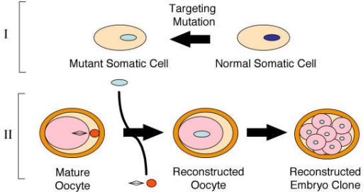 Κλωνοποίηση ζωικών μοντέλων για τη μελέτη ασθενειών Πυρήνας από σωματικό κύτταρο με μετάλλαξη γενετικού νοσήματος
