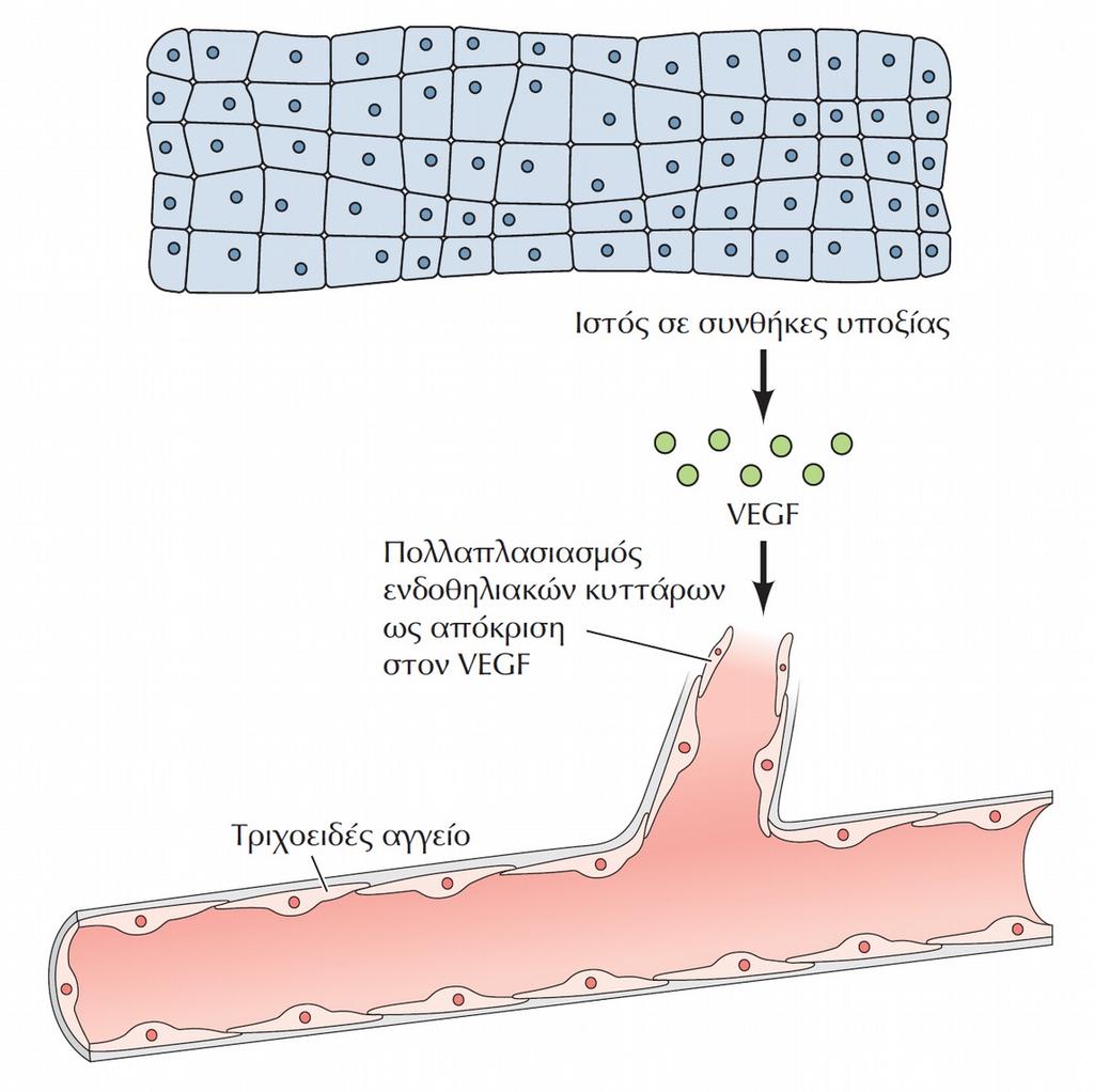 Ιστοί με ανεπαρκή αιμάτωση (χαμηλή παροχή οξυγόνου) διεγείρουν τον πολλαπλασιασμό ε.κ. και αποκτούν νέα τριχοειδή. ΕΙΚΟΝΑ 17.15 Πολλαπλασιασμός ενδοθηλιακών κυττάρων (ε.κ.). Ο πολλαπλασιασμός των ενδοθηλιακών κυττάρων διεγείρεται από τον αυξητικό παράγοντα αγγειακών ενδοθηλιακών κυττάρων (VEGF-vascular endothelial g.