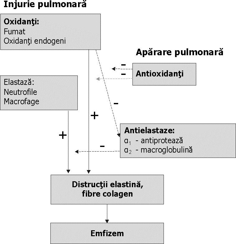 Fig. Patogenia emfizemului secundar (modificat după Mc Phee SJ.