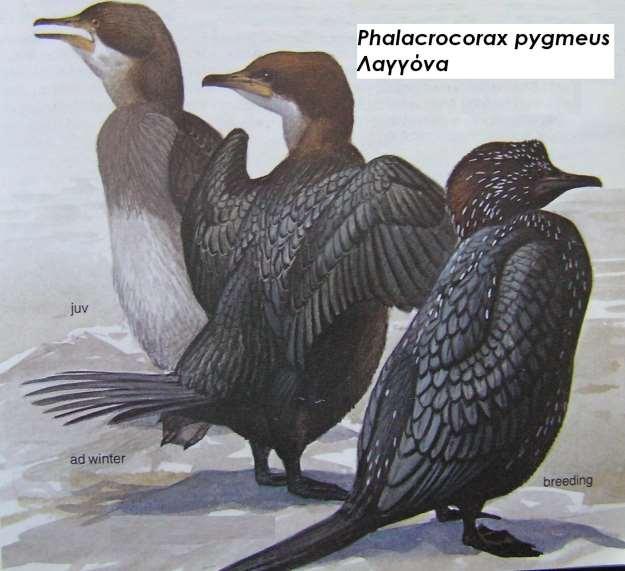 7. Λαγγόνα Phalacrocorax pygmeus Περιγραφή πιο μικρόσωμη από κορμοράνο και θαλασσοκόρακα, κεφάλι