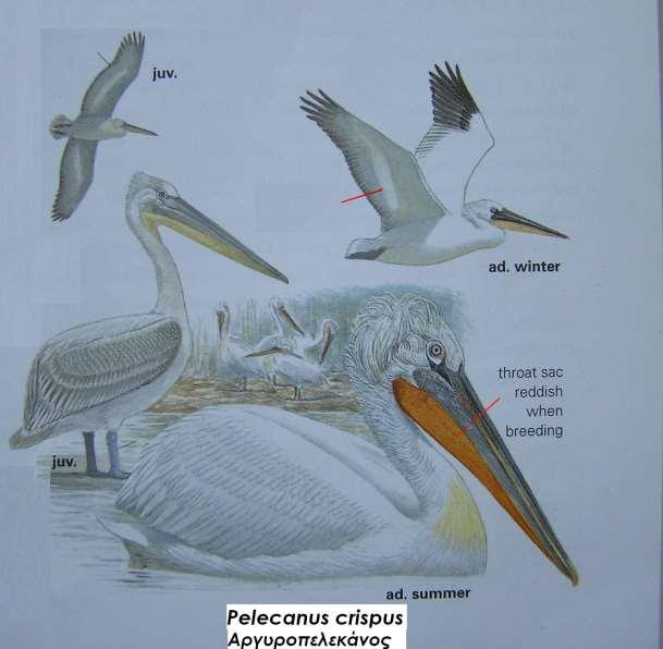 8. Αργυροπελεκάνος Pelecanus crispus Περιγραφή πάνω μέρος λευκωπό, κάτω γκριζόλευκο, μεγάλη κιτρινωπή περιοχή στο κάτω μέρος του λαιμού, κίτρινα μάτια, γκρίζα πόδια, φτερά στο πίσω μέρος του κεφαλιού
