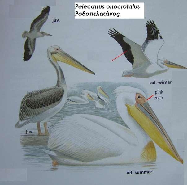 9. Ροδοπελεκάνος Pelecanus onocrotalus Περιγραφή λευκός με ροδόχρωμες αποχρώσεις, μακρύ κιτρινωπό ράμφος, κόκκινα μάτια, σαρκόχρωμα πόδια, το καλοκαίρι έχει ροζ περιοχή μπροστά από το κεφάλι, κοντό