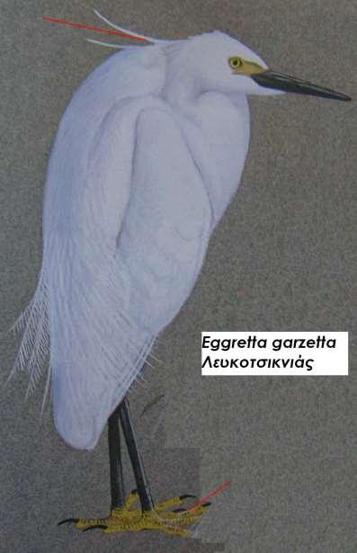 13. Λευκοτσικνιάς Egretta garzetta Περιγραφή λευκό φτέρωμα, μαύρα πόδια, κίτρινα δάκτυλα και μάτια, μαύρο ράμφος,, επιμηκυσμένα φτερά