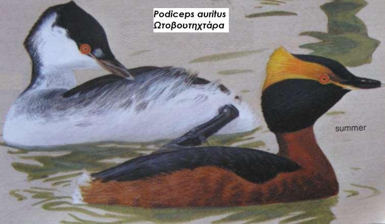 4. Ωτοβουτηχτάρα Podiceps auritus Περιγραφή το καλοκαίρι διακρίνεται από το χοντρό, στιλπνό μαύρο κεφάλι, τον κόκκινο λαιμό στο μπροστινό μέρος, την πλατιά χρυσοκίτρινη ταινία που περνάει από το μάτι