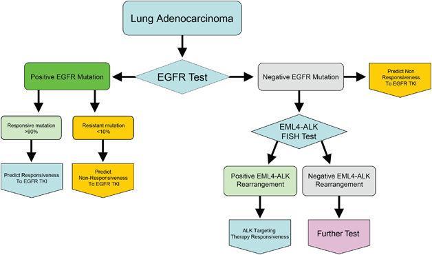 EML4-ALK: fusion gene, echinoderm microtubule