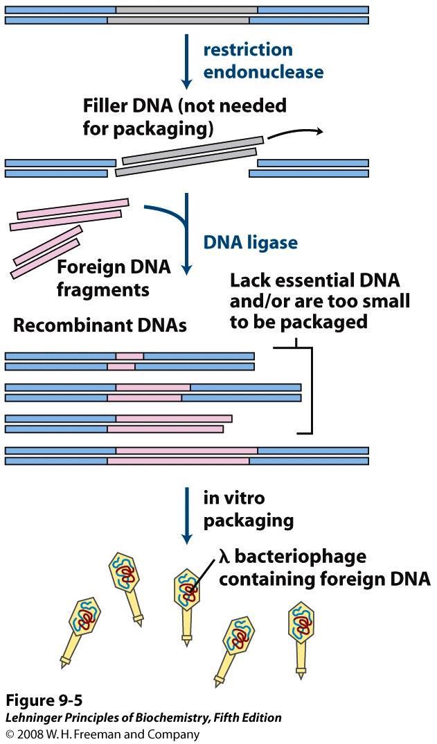 Bakteriofagi kot vektorji Bakteriofage kot vektorje uporabljamo za molekulsko kloniranje daljših fragmentov DNA.