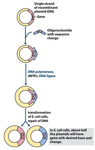Verižna reakcija s polimerazo S PCR lahko v zapise uvajamo tudi mutacije, in sicer tako naključne kakor tudi