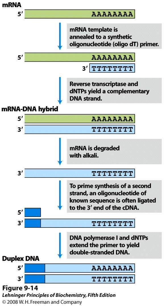 cdna knjižnice cdna knjižnice so DNA prepisi celične mrna.