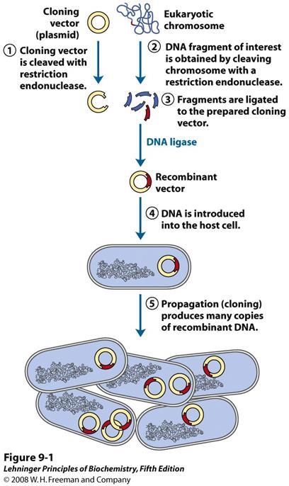 Tehnologija rekombinantne DNA Shema
