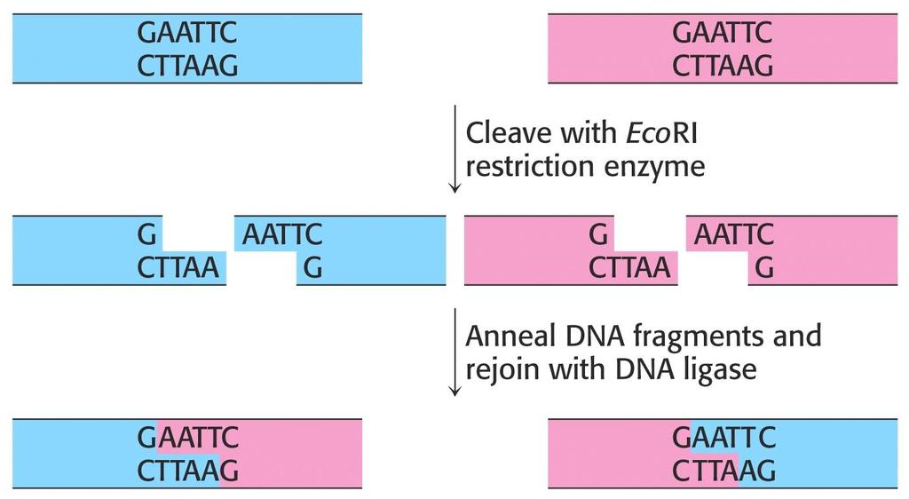 Restriktaze Osnovna metoda za vstavljanje tuje DNA (inserta) v vektor je preko restrikcijskih mest, tj. mest cepitve restrikcijskih endonukleaz.