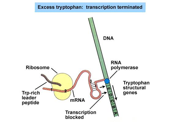 Regulacija translacije - atenuacija