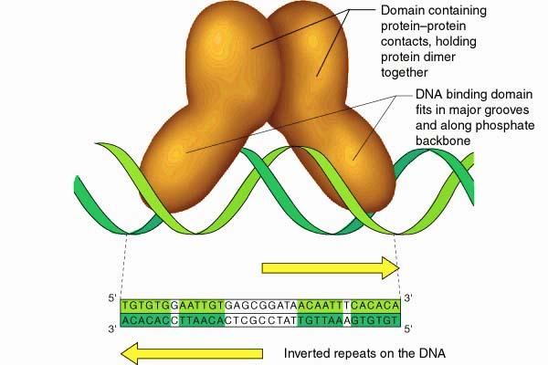 DNA regulatorni proteini Regulacijo prepisa DNA vršijo regulatorni proteini, ki imajo specifične interakcije z