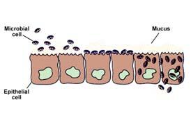 biofilm