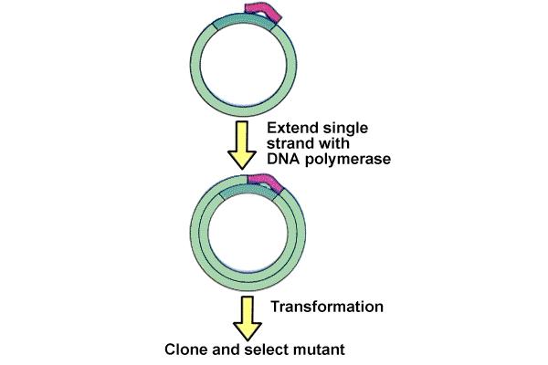 Točkasta mutageneza Omogočajo zamenjavo ene same aminokisline v proteinu tako, da na mutiranem mestu v genu dodamo