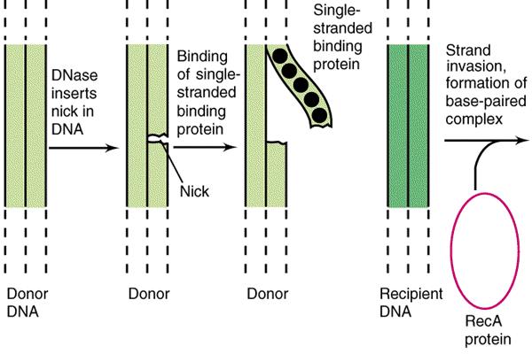 Homologna