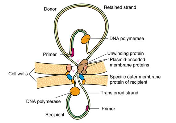 Prenos DNA pri konjugaciji Za prenos DNA je potrebna sinteza DNA tako v donorju kot v akceptorju.