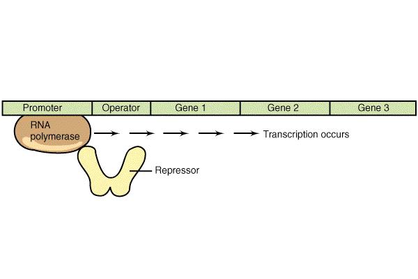 Genska represija (negativna kontrola)