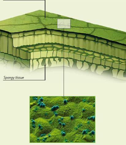 Παράδειγμα: Wafer-thin protection a layer of spray on a cotton leaf Bayer Crop Science Some crop protection agents need a special formulation to be able to penetrate the leaf.