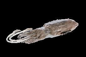 Norway lobster filet* 68,00