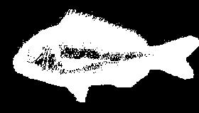 ΜΥΤΑΚΙ 60,00 15,00 White